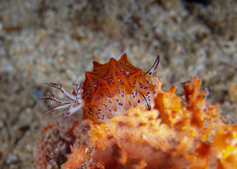 Nudibranch