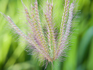 close up - Chloris virgata on garden . focus selective