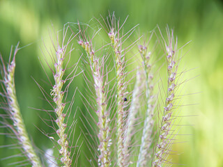 close up - Chloris virgata on garden . focus selective