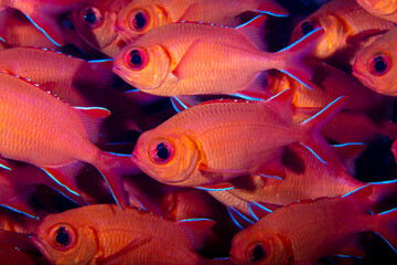 soldierfish © Nick Hobgood