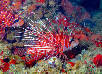 Lionfish