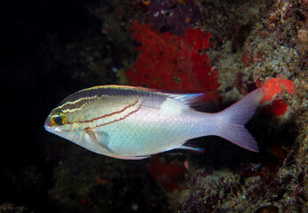 Reef fish