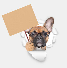 Smart French bulldog puppy looking through a hole in white paper and showing empty placard