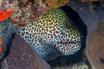 Moray eels