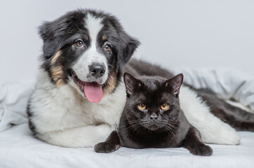 Friendly Australian shepherd dog hugging black cat on a bed at home