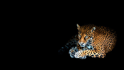 A jaguar lying down making eye contact isolated on a black background with room for text