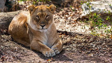 Obraz premium Portrait of a lioness making eye contact as she relaxes in the sun