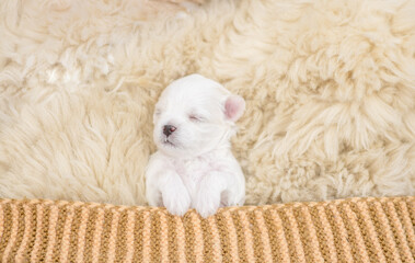 Tiny white lapdog puppy sleeps under warm blanket on a bed at home. Top down view. Empty space for...