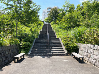 公園の階段と新緑