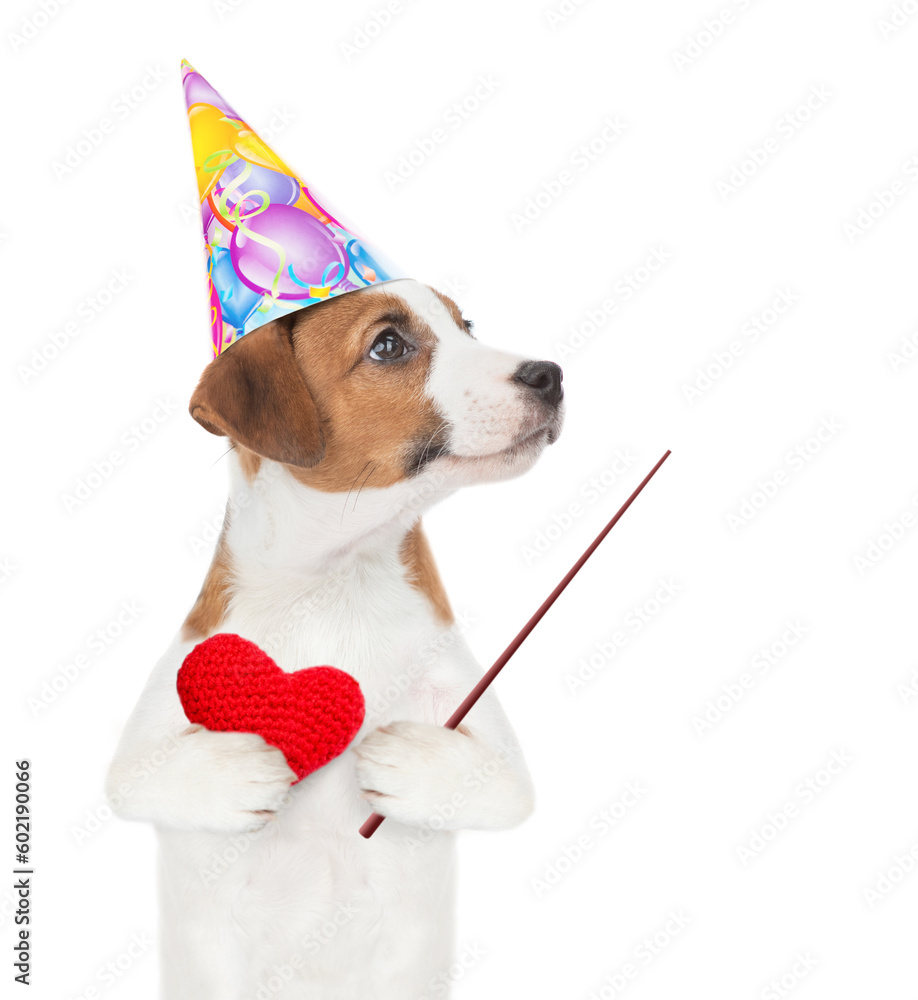 Poster happy jack russell terrier puppy wearing paryt cap holds red heart and points away on empty space. i