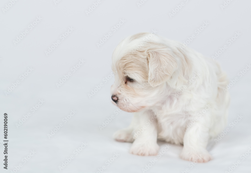 Aufkleber Tiny Bichon Frise puppy sits on a bed at home and looks away on empty space. Empty space for text