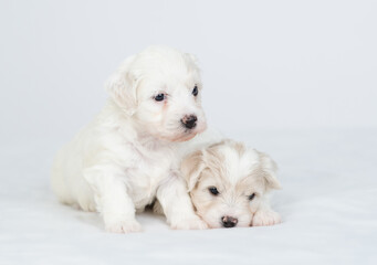 Two tiny Bichon Frise puppy lying under  white blanket on a bed at home