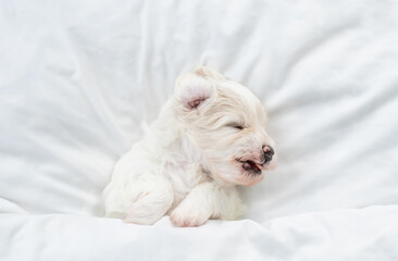 Tiny Bichon Frise puppy sleeps under  white blanket on a bed at home. Top down view