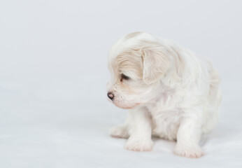Tiny Bichon Frise puppy sits on a bed at home and looks away on empty space. Empty space for text