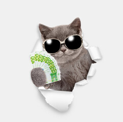 Cute cat wearing sunglasses and summer hat holds euro in it paw and looks through the hole in white paper
