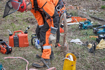 Fototapeta premium Tree surgeon removes old birch trees that pose a threat to the power grid and residential structures