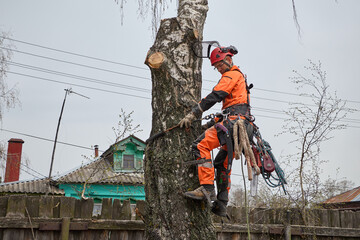 Tree surgeon removes old birch trees that pose a threat to the power grid and residential structures