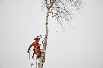 Tree surgeon. Working with a chainsaw. Sawing wood with a chainsaw.	