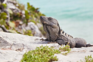 The scenic ruins of Tulum, the only ancient Mayan city built on a cliff above the sea