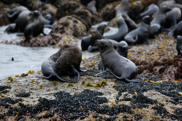 Sea lions on the rocks of Duiker Island