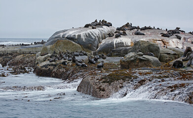 Sea lions on the rocks of Duiker Island