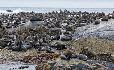 Sea lions on the rocks of Duiker Island