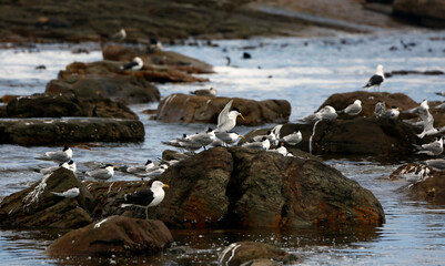 Obraz premium Cormorants and terns on the Maclear beach