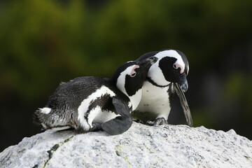 penguin on the rocks © Raphael