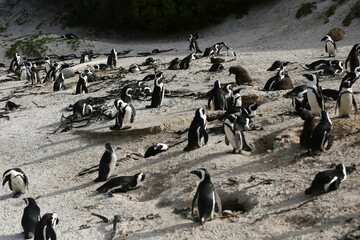 Obraz premium group of penguins