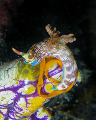 Nudibranch laying eggs