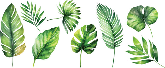 Exotic plants, palm leaves, monstera on an isolated white background, watercolor vector illustration - obrazy, fototapety, plakaty