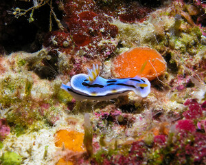 Nudibranch