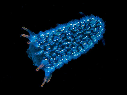 Pyrosome