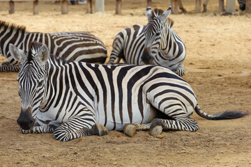 Fototapeta na wymiar The burchell zebra in farm at thailand