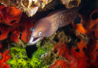 Obraz na płótnie Canvas White-eyed moray eel