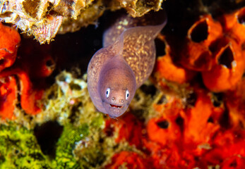 White-eyed moray eel