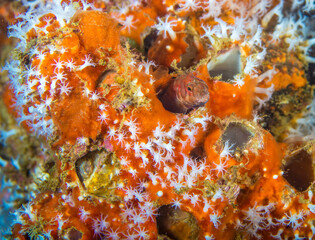 Blenny