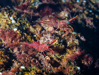 Obraz na płótnie Canvas Peppermint cleaner shrimp