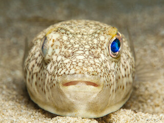 Yellow spotted puffer fish from Cyprus
