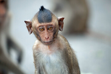 可愛いサル