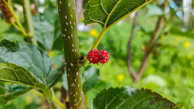 A bright red mulberry on a solitary tree.
