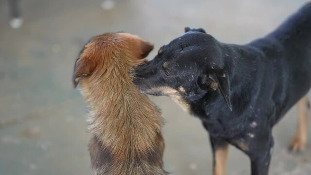 Two stray dogs are showing love to each other.