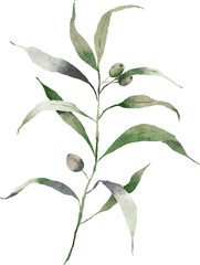 Olive branch leaves watercolor element design
