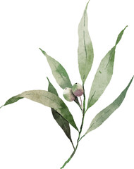 Olive leaves small branch watercolor digital painting