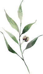 Olive leaves watercolor digital painting