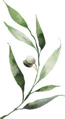 Olive leaves curve shape watercolor digital painting