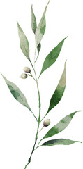 Olive leaves watercolor element design