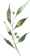 Olive leaves watercolor hand drawn element design
