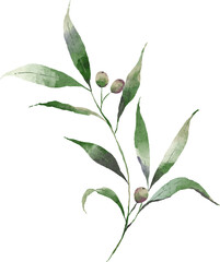 Olive branch of leaves watercolor hand drawn element design