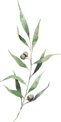 Olive leaves big bouquet watercolor digital painting